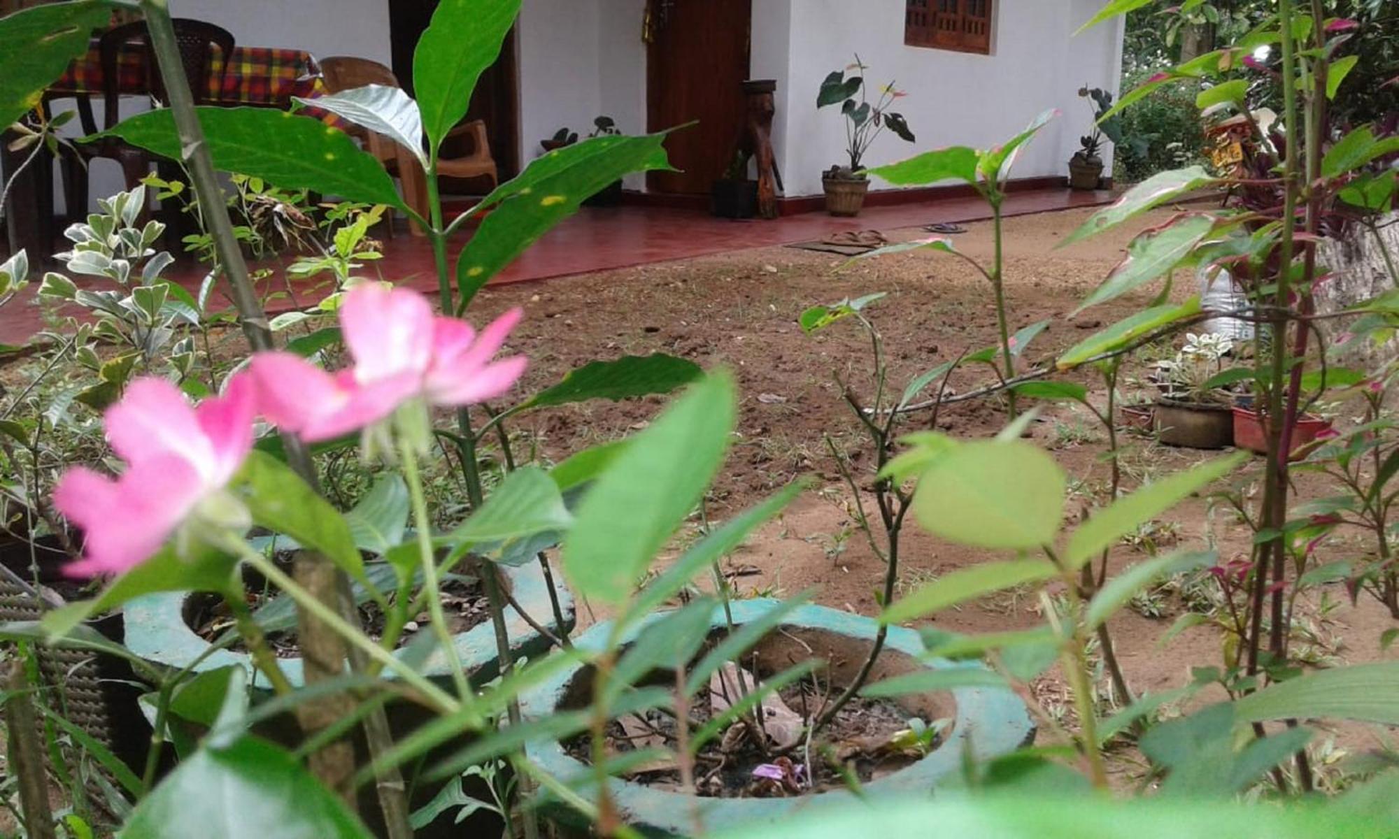 Winstar Homestay Sigiriya Exterior photo