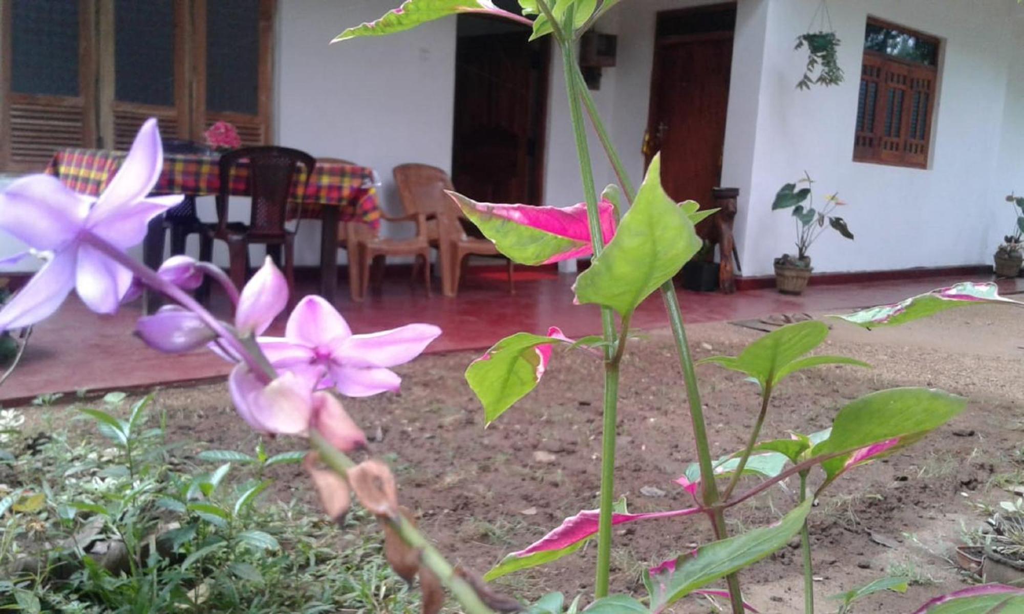 Winstar Homestay Sigiriya Exterior photo
