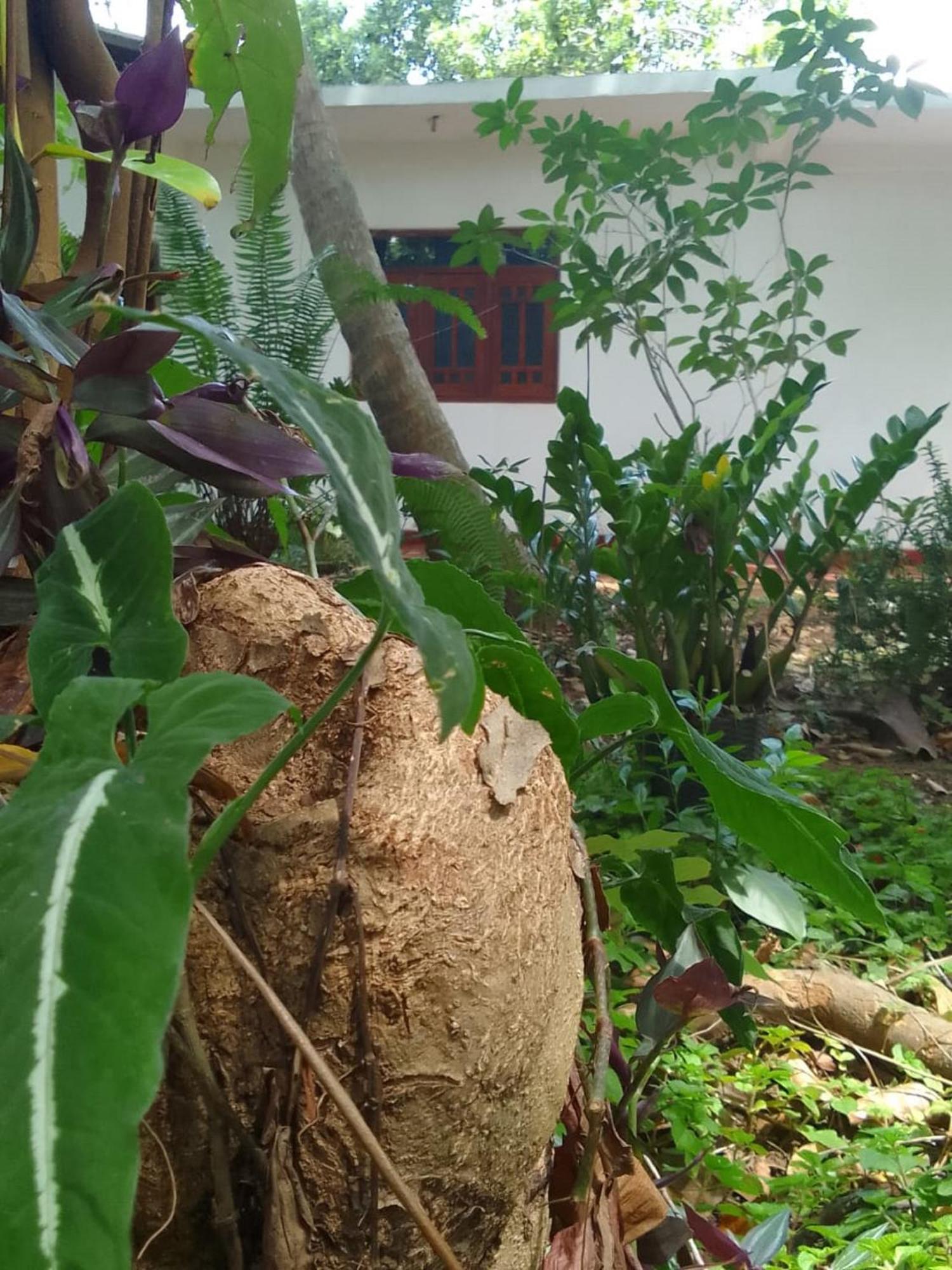 Winstar Homestay Sigiriya Exterior photo