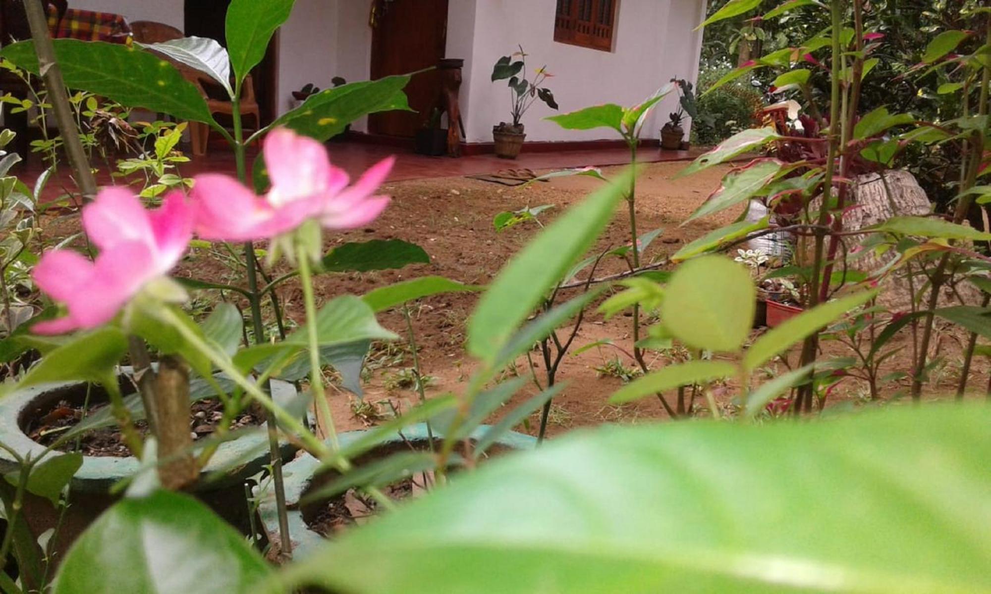 Winstar Homestay Sigiriya Exterior photo