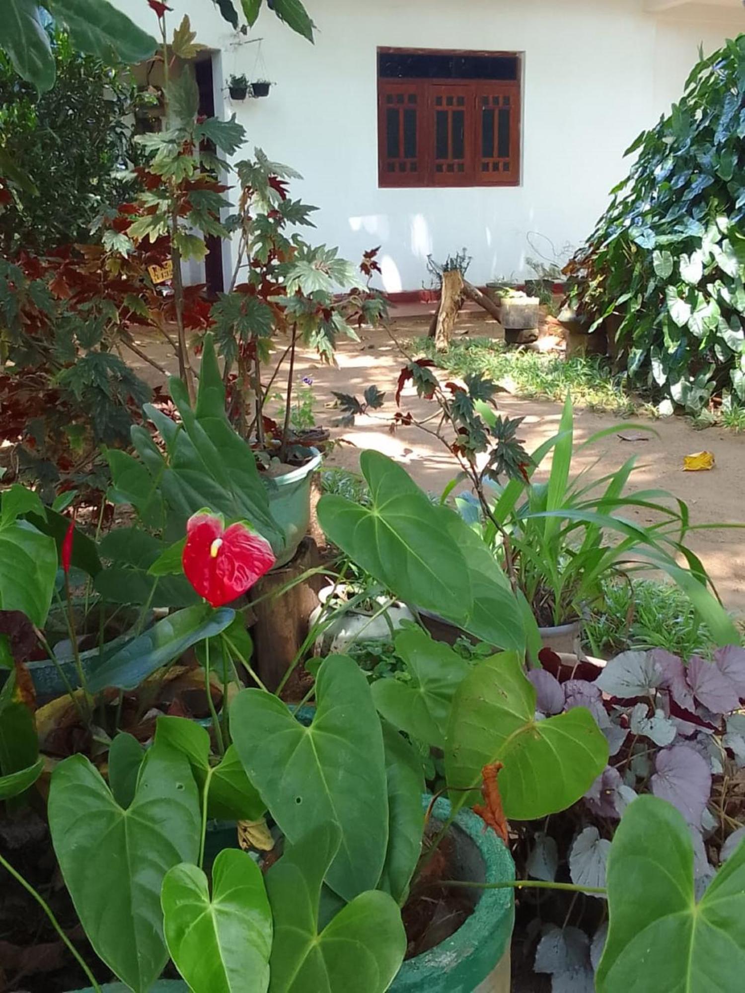 Winstar Homestay Sigiriya Exterior photo